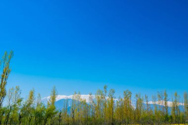 Güzel ağaç ve kar kaplı dağlar manzara Kashmir stat