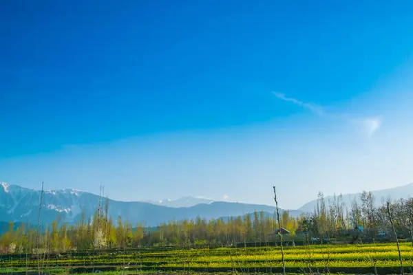 Schöne Bäume und schneebedeckte Berge Landschaft Kaschmir stat — Stockfoto