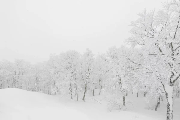 Pokryte śniegiem na dzień sztorm zimą w góry Las Drzewo — Zdjęcie stockowe