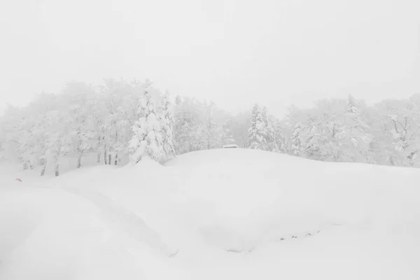 Arbre couvert de neige le jour de la tempête hivernale dans les montagnes forestières — Photo