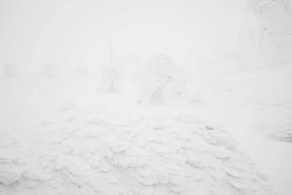 Snow Monsters area Mountain Zao, Japan .