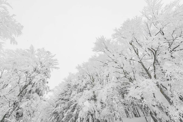 Árvore coberta de neve no dia da tempestade de inverno nas montanhas da floresta — Fotografia de Stock