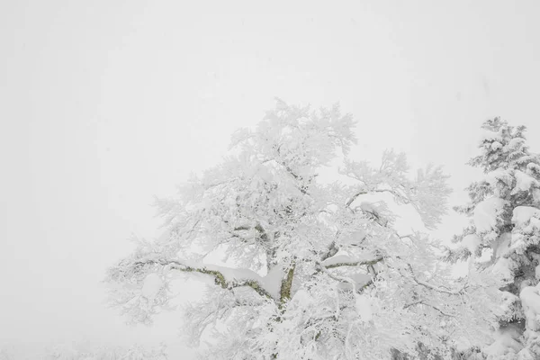 Árvore coberta de neve no dia da tempestade de inverno nas montanhas da floresta — Fotografia de Stock