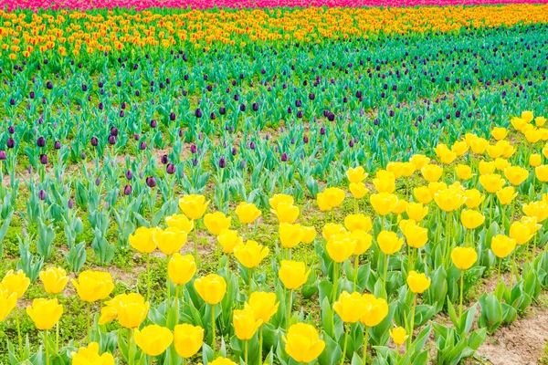 Krásnou kytici tulipánů v jarní sezóně . — Stock fotografie