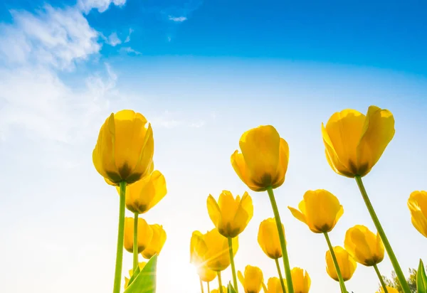 Belo buquê de tulipas na estação de primavera  . — Fotografia de Stock