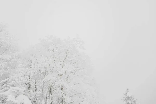 森の山の冬の嵐の日の雪で覆われたツリー — ストック写真