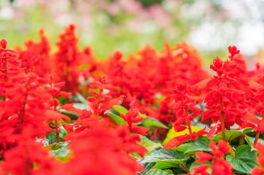 Güzel Çiçekler arka planı