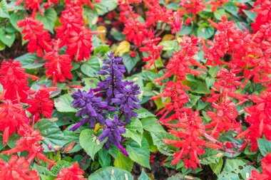 Güzel Çiçekler arka planı