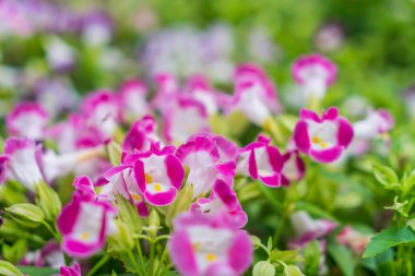 Güzel Çiçekler arka planı