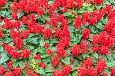 Güzel Çiçekler arka planı