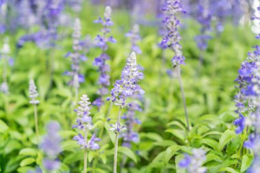 Güzel Çiçekler arka planı