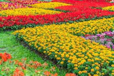 Güzel Çiçekler arka planı