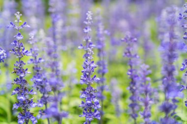 Güzel Çiçekler arka planı