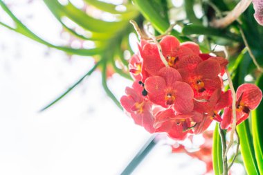 Güzel çiçekli güzel bir arka plan..