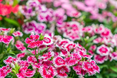 Güzel çiçekli güzel bir arka plan..