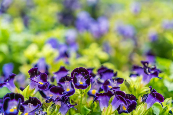 美しい花の背景 — ストック写真