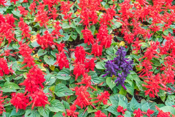 美しい花の背景 — ストック写真