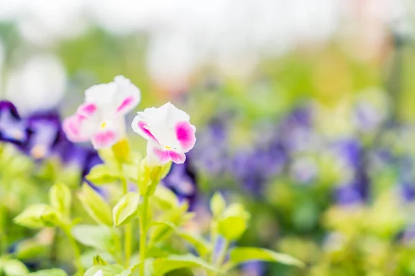 아름다운 꽃들의 배경 — 스톡 사진