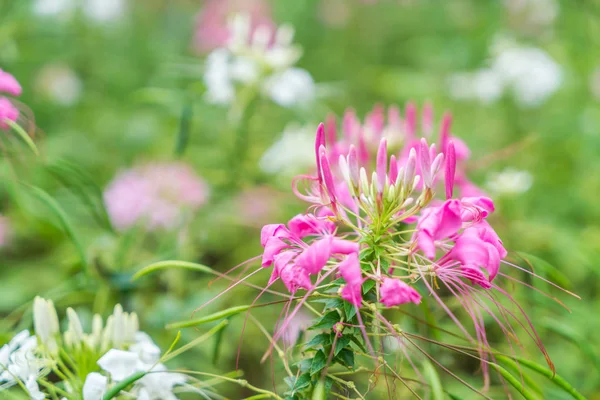 Schöne Blumen Hintergrund — Stockfoto