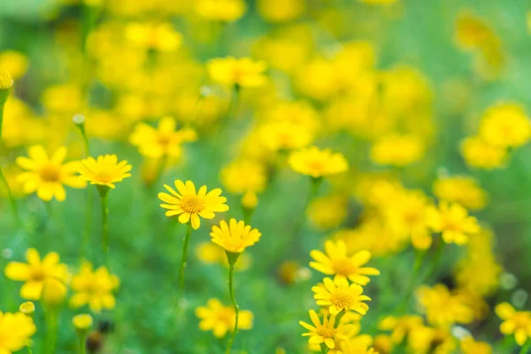 Beau fond de fleurs — Photo