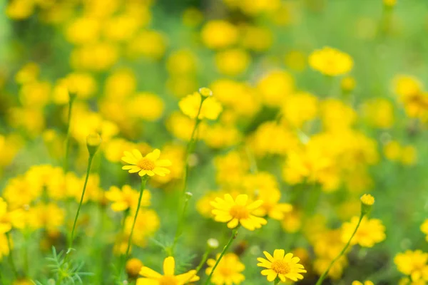 Beau fond de fleurs — Photo