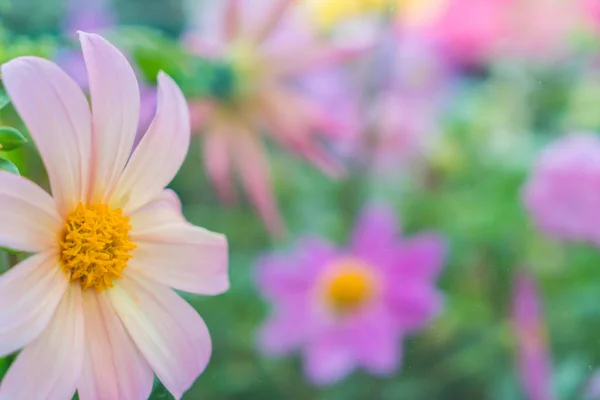 Schöne Blumen Hintergrund — Stockfoto