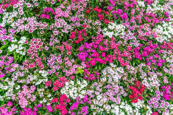 아름다운 꽃들의 배경 — 스톡 사진