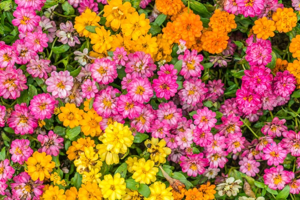 Schöne Blumen Hintergrund — Stockfoto