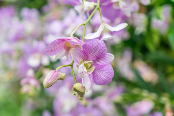 아름다운 꽃으로 뒤덮인 아름다운 배경. — 스톡 사진
