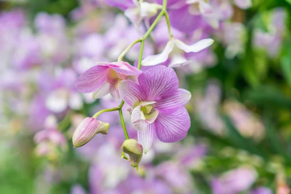 Hermoso fondo con hermosas flores . —  Fotos de Stock