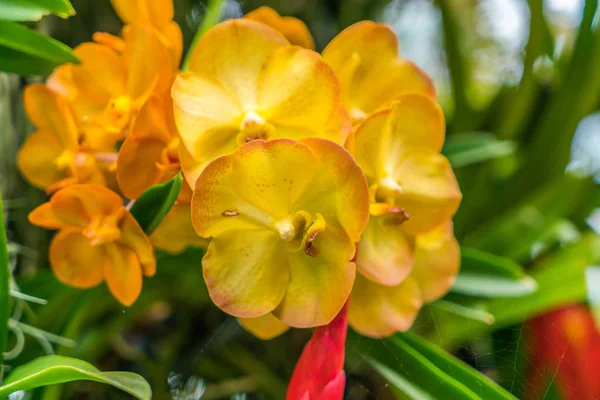 Schöner Hintergrund mit schönen Blumen. — Stockfoto