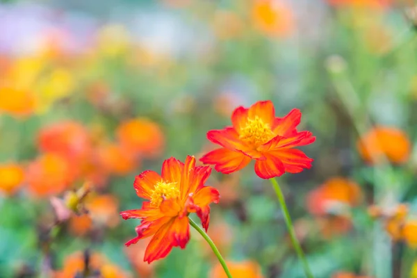 Fundo bonito com flores bonitas . — Fotografia de Stock