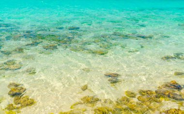 Maldivler Adası 'ndaki mercan resifleriyle deniz manzarası .