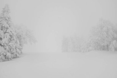 Ağaç orman dağlarında kış fırtına gün karla kaplı