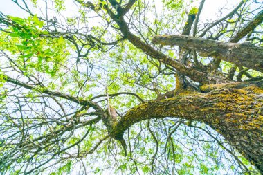 Mavi gökyüzü güzel ağaçlar şube .