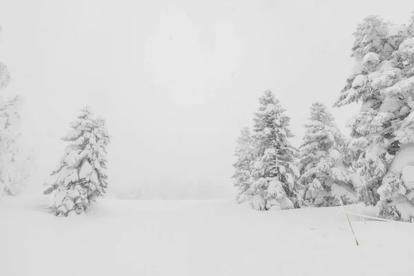 Arbre couvert de neige le jour de la tempête hivernale dans les montagnes forestières — Photo