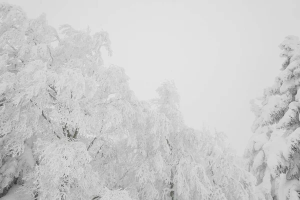 나무 숲 산에 겨울 폭풍 날에 눈으로 덮여 — 스톡 사진