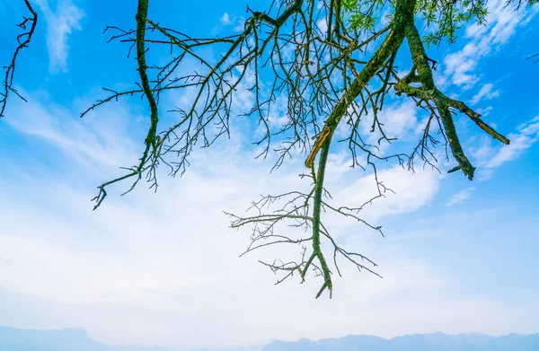 Красивые ветви деревьев на голубом небе  . — стоковое фото