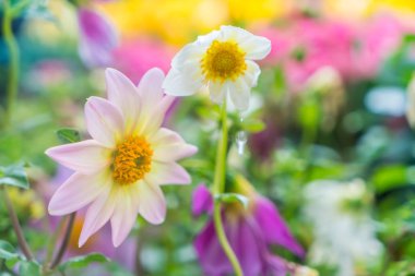 Güzel Çiçekler arka planı