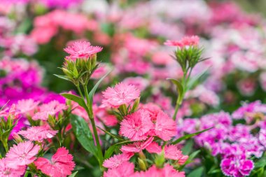 Güzel Çiçekler arka planı