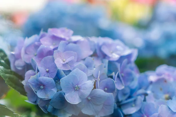 美しい花の背景 — ストック写真