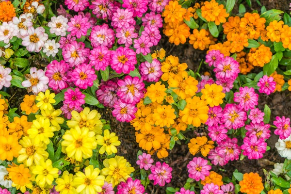 Gyönyörű virágok háttér — Stock Fotó