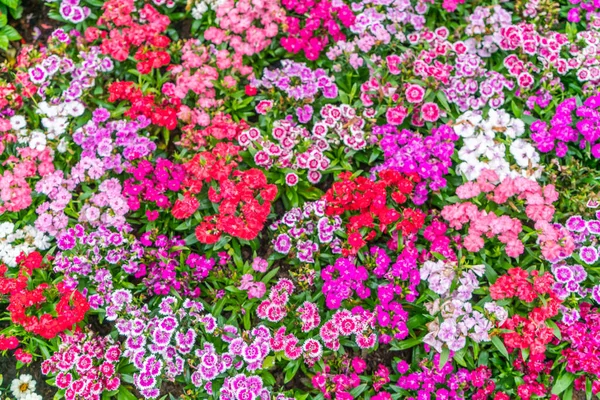 Beautiful flowers background — Stock Photo, Image