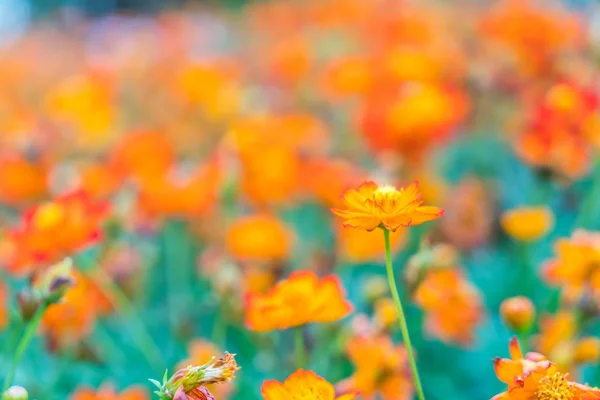 Beautiful flowers background — Stock Photo, Image