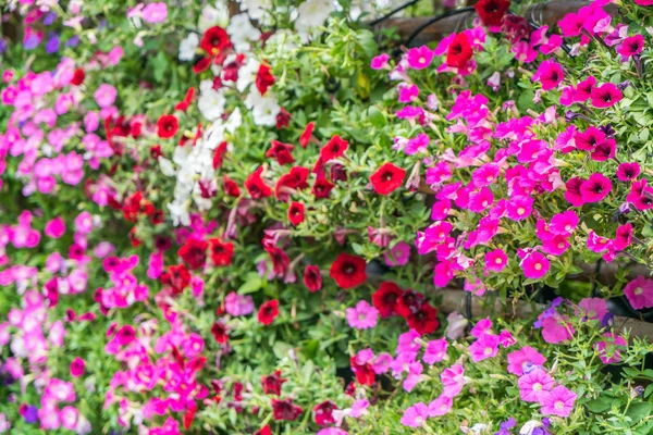 Fondo de flores hermosas —  Fotos de Stock