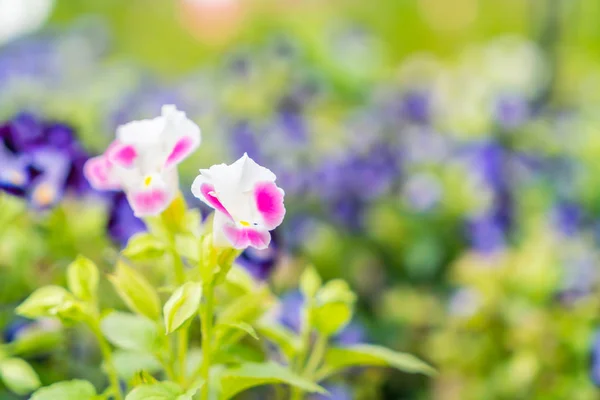 美丽的花朵背景 — 图库照片