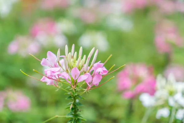 Schöne Blumen Hintergrund — Stockfoto