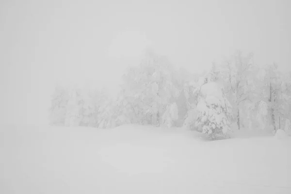 Árbol cubierto de nieve en invierno día de tormenta en las montañas del bosque —  Fotos de Stock