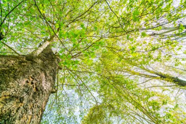 Mavi gökyüzü güzel ağaçlar şube .