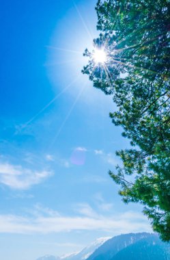 Güzel ağaç ve kar kaplı dağlar manzara Kashmir stat